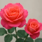 rosas santa teresinha